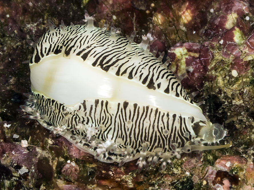 Cyphoma signatum